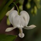 Lamprocapnos spectabilis alba