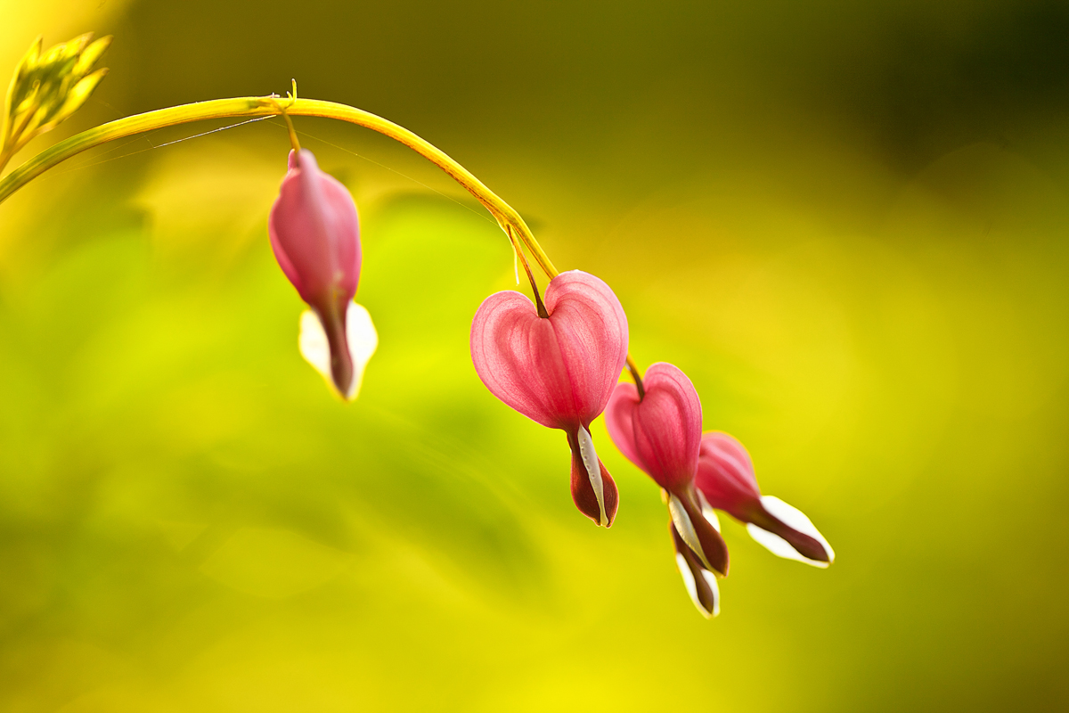 Lamprocapnos Spectabilis