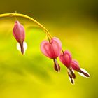 Lamprocapnos Spectabilis