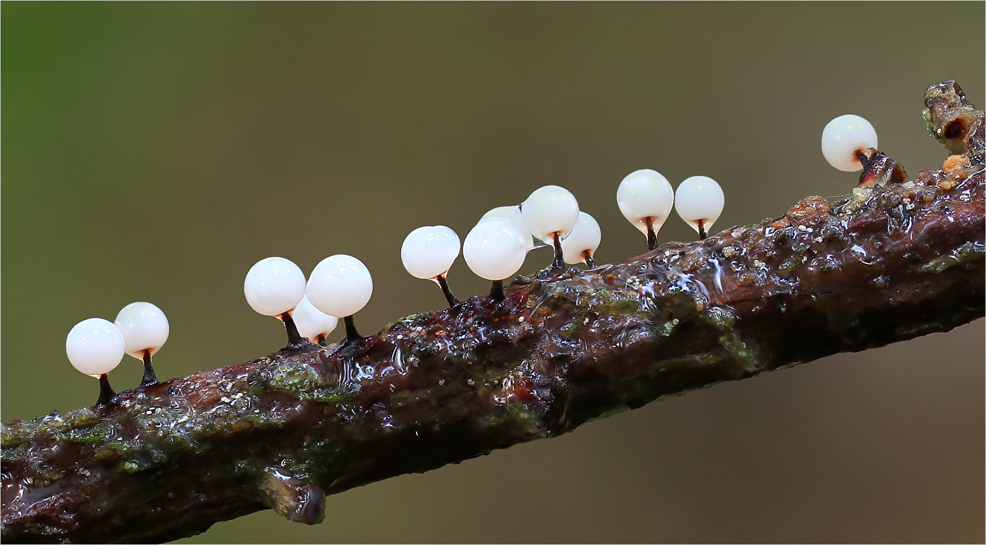 Lamproderma columbinum