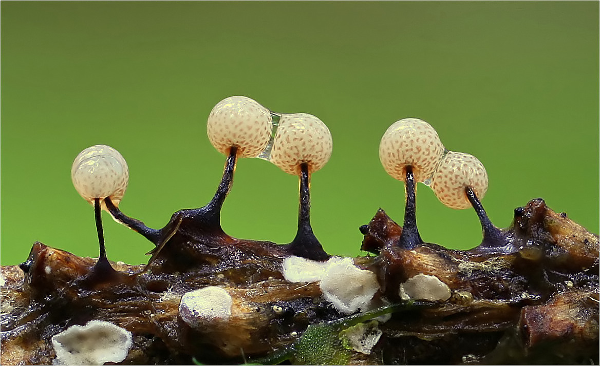 Lamproderma guliemae Foto & Bild myxomyceten, makro, natur Bilder auf