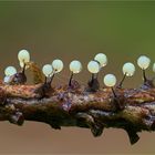 Lamproderma guliemae (Meylan) 2