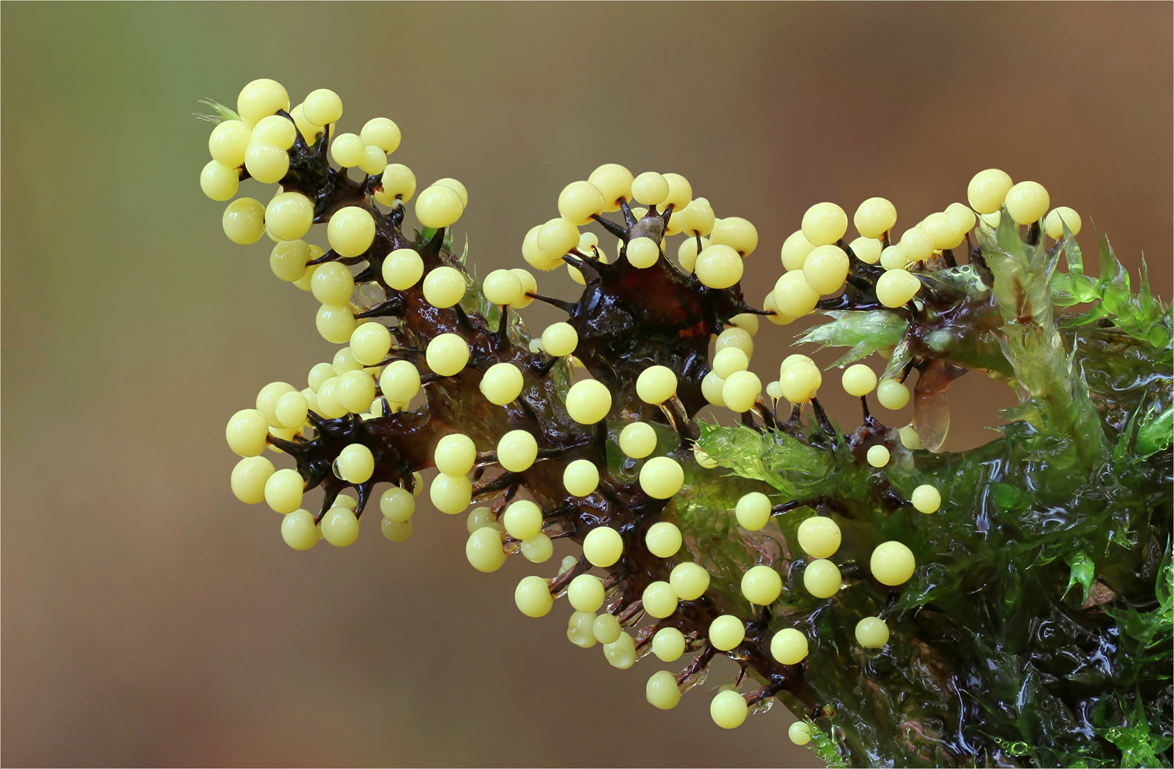 Lamproderma violaceum