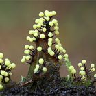 Lamproderma violaceum