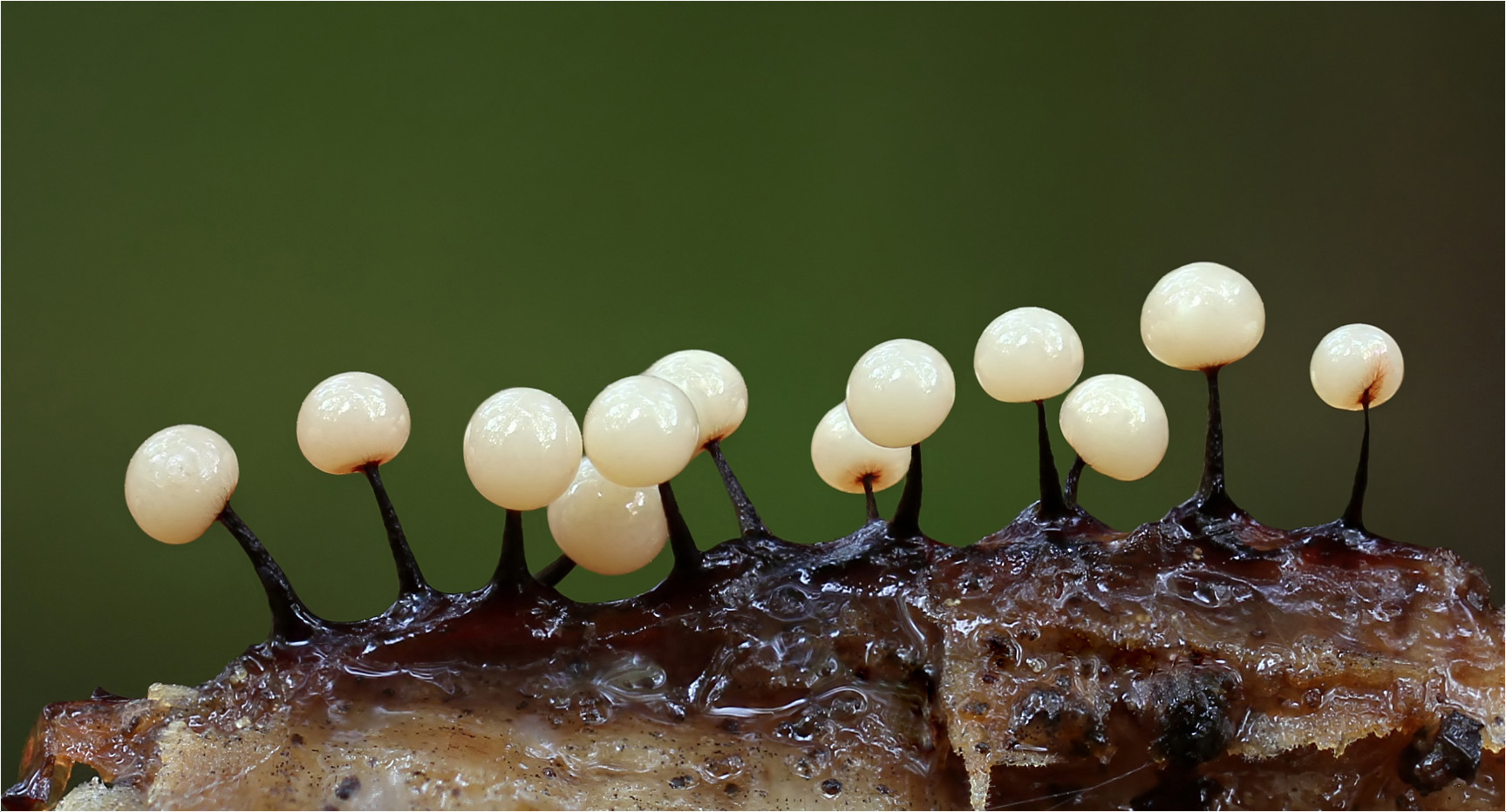 Lamproderma violaceum Foto & Bild makro, natur, pilz Bilder auf