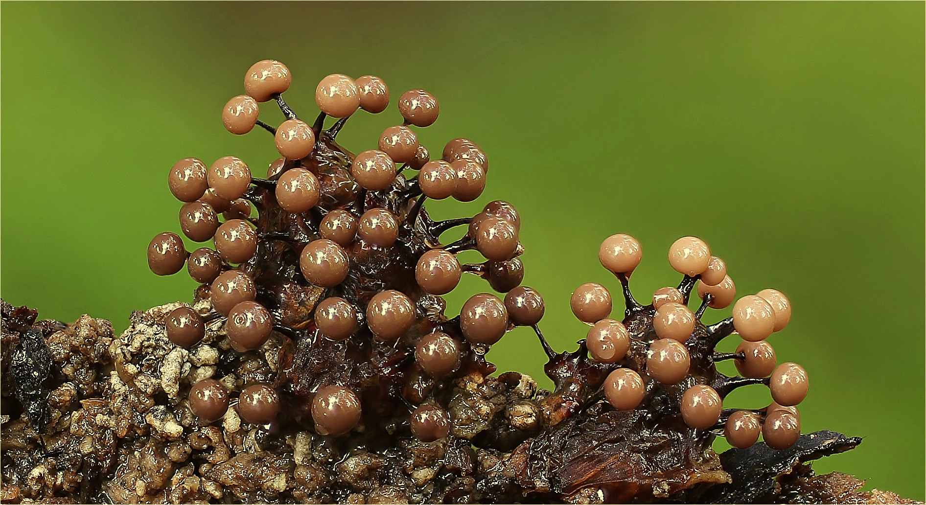 Lamproderma violaceum Foto & Bild makro, natur, pilz Bilder auf