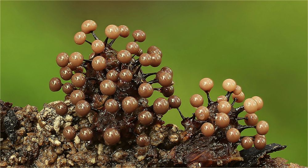 Lamproderma violaceum