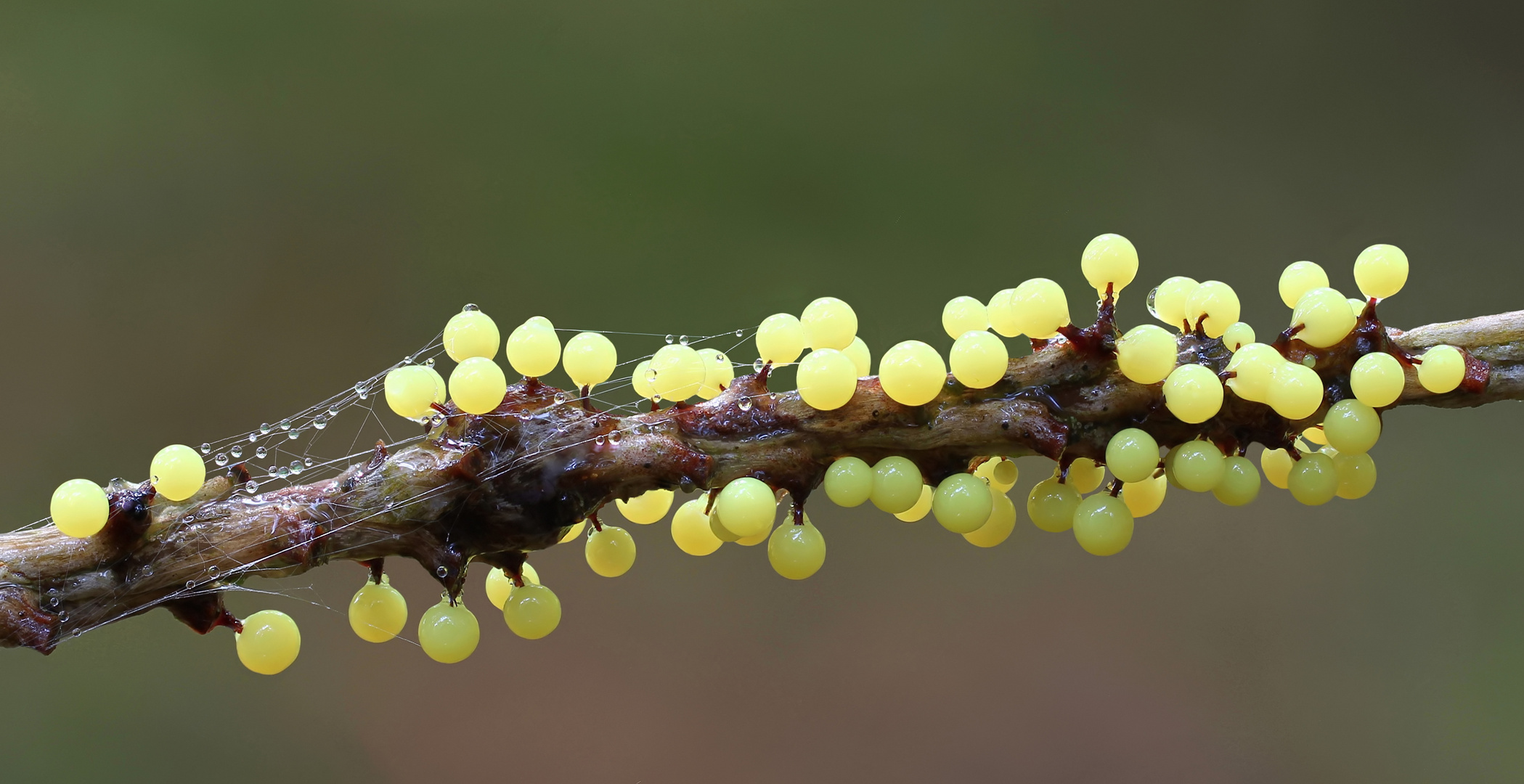 Lamproderma violaceum