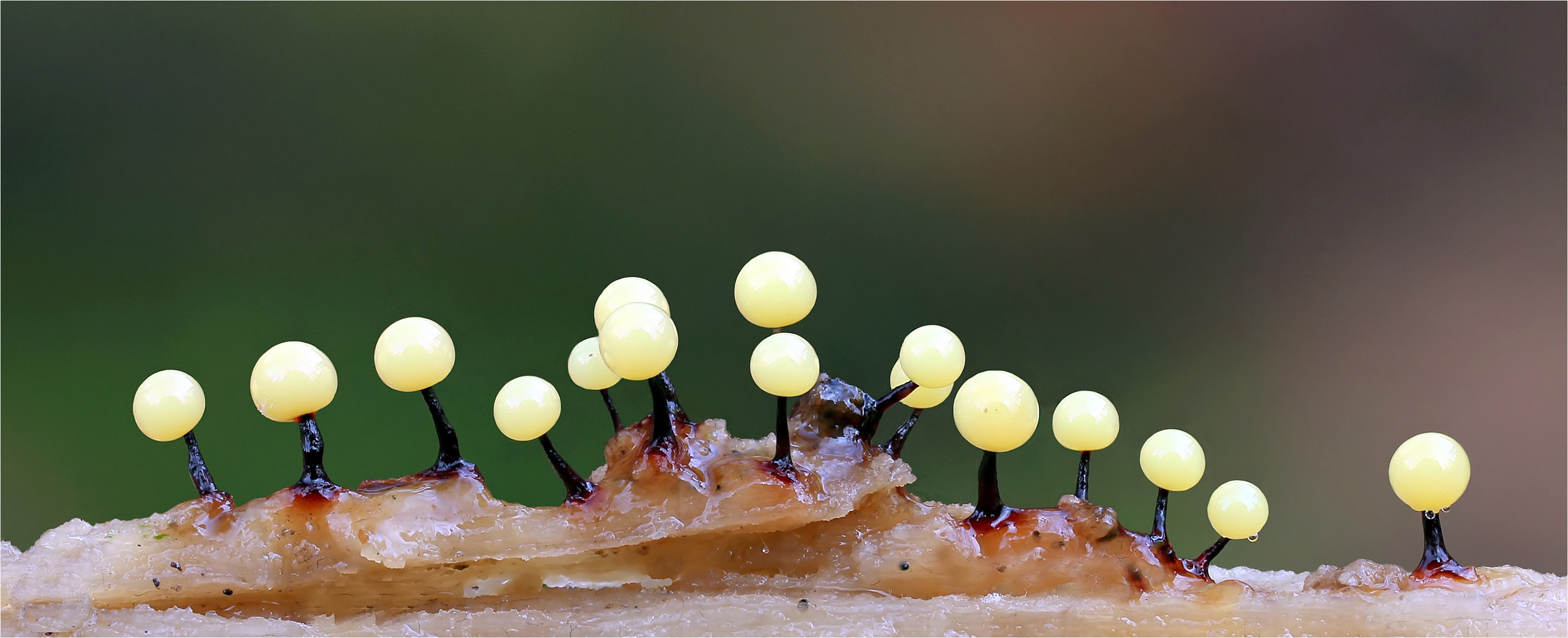 Lamproderma violaceum Foto & Bild pflanzen, pilze & flechten, pilze