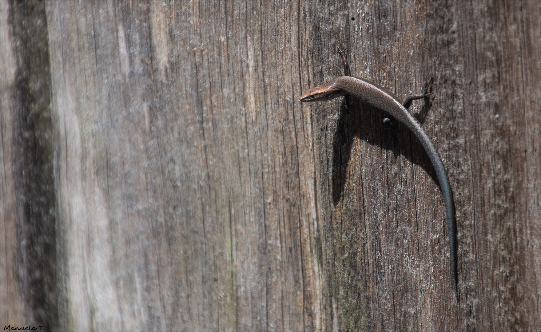 Lamproholis delicata