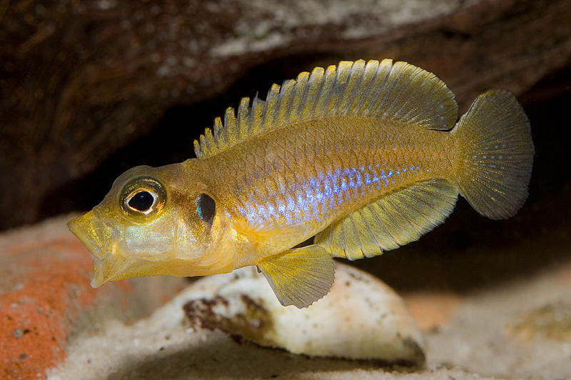 Lamprologus ocellatus "Gold"