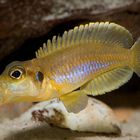 Lamprologus ocellatus "Gold"