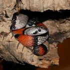 Lampropeltis alterna blairi