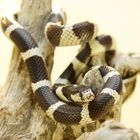 lampropeltis californiae