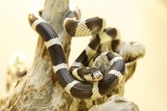 lampropeltis californiae