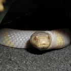 Lampropeltis getula california