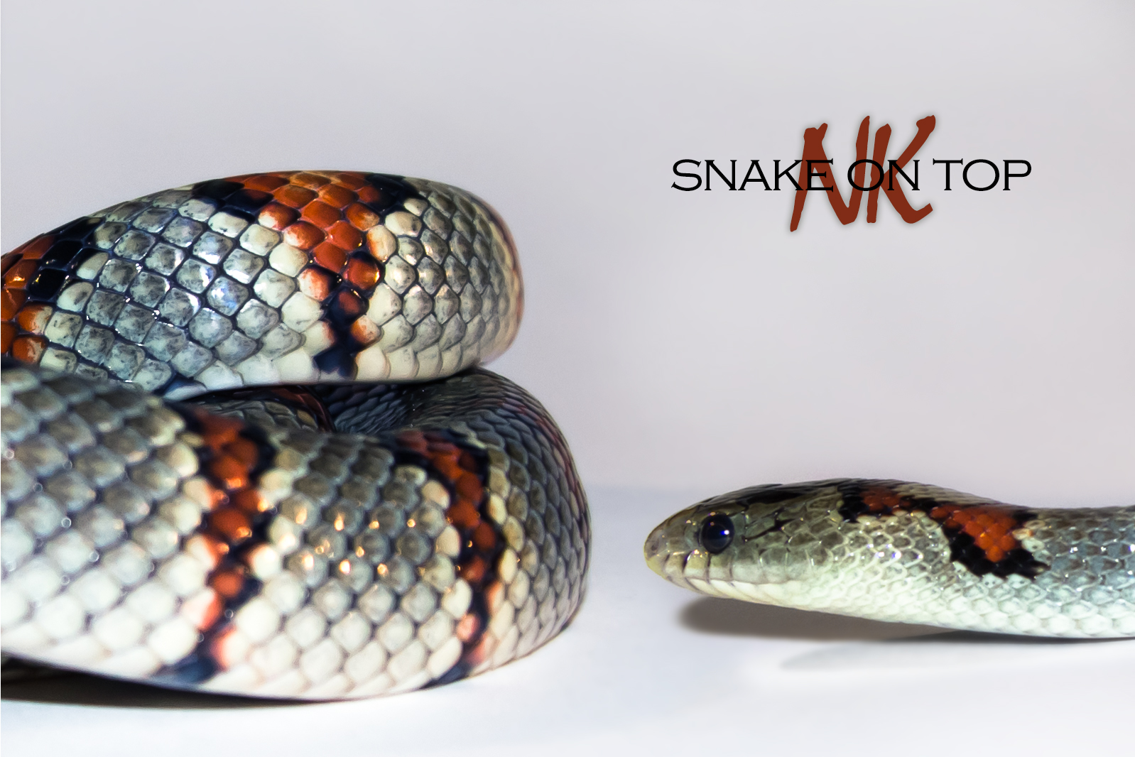 Lampropeltis mexicana greeri Foto & Bild tiere, haustiere