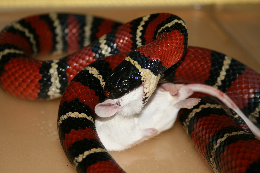 Lampropeltis Triangulum Arcifera