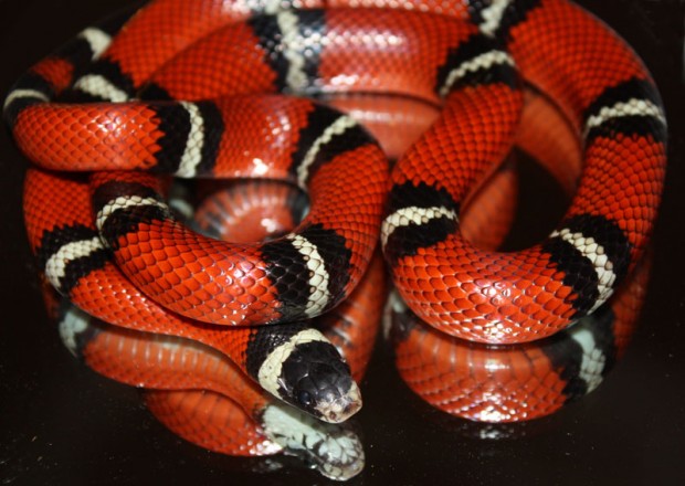 Lampropeltis triangulum sinaloae