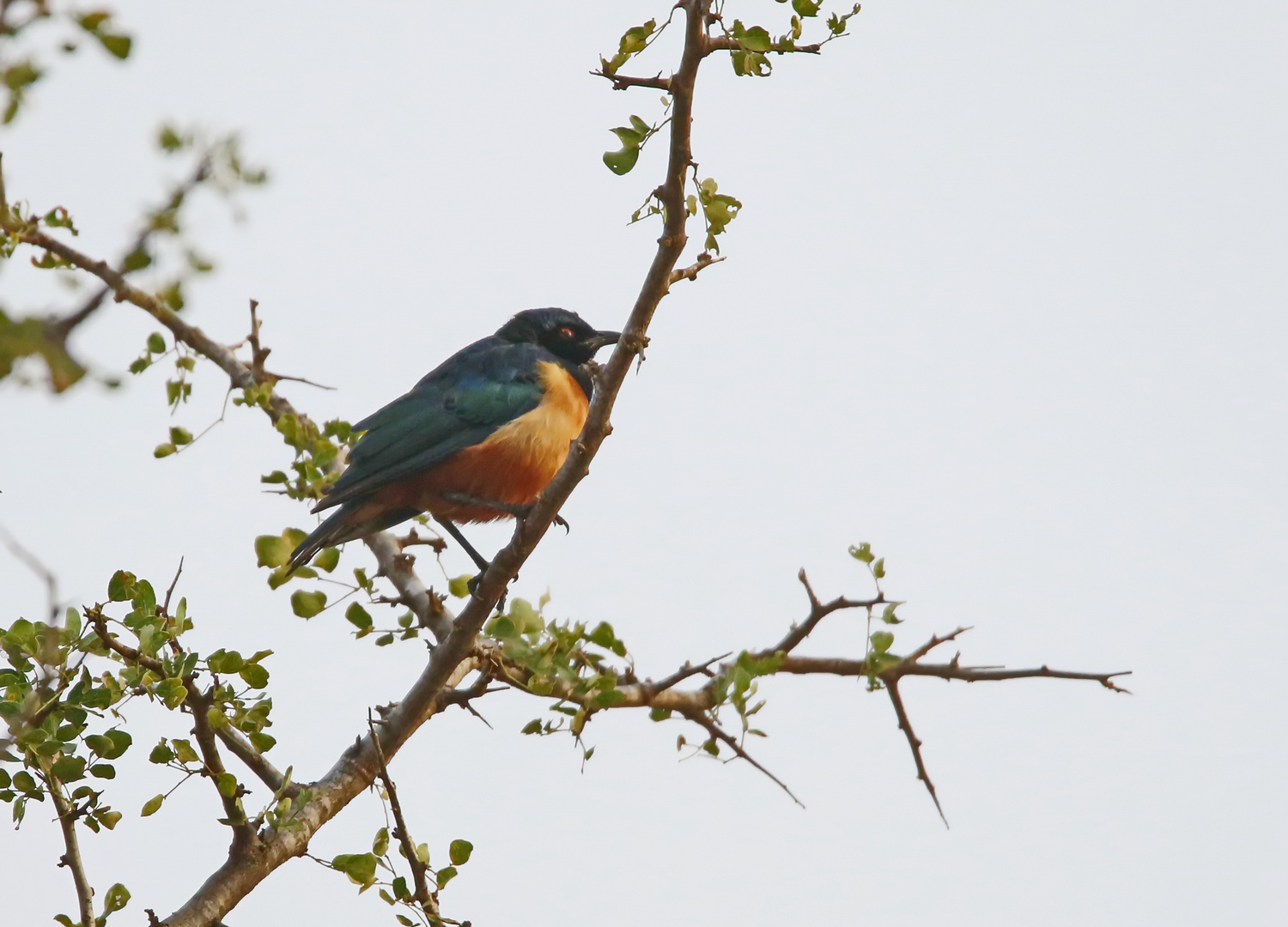 Lamprotornis hildebrandti