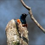 Lamprotornis superbus - Dreifarben - Glanzstar