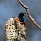 Lamprotornis superbus - Dreifarben - Glanzstar