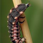 Lampyris noctiluca