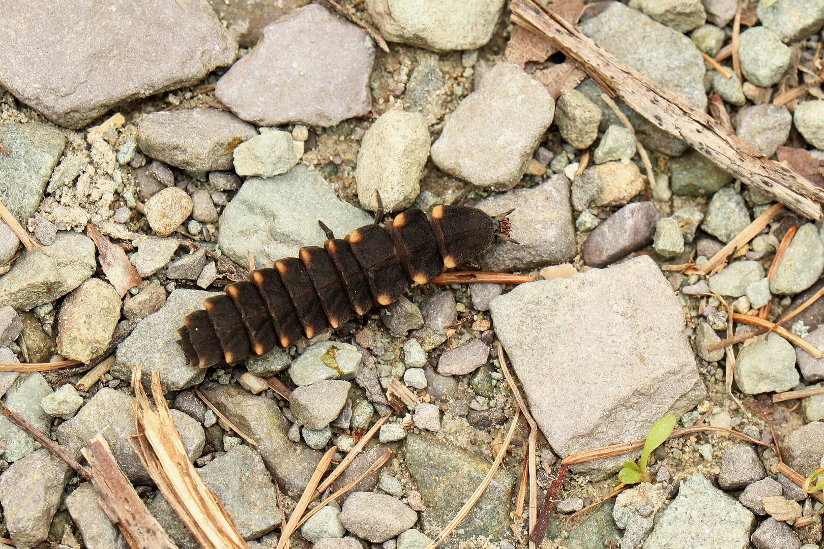 Lampyris noctiluca