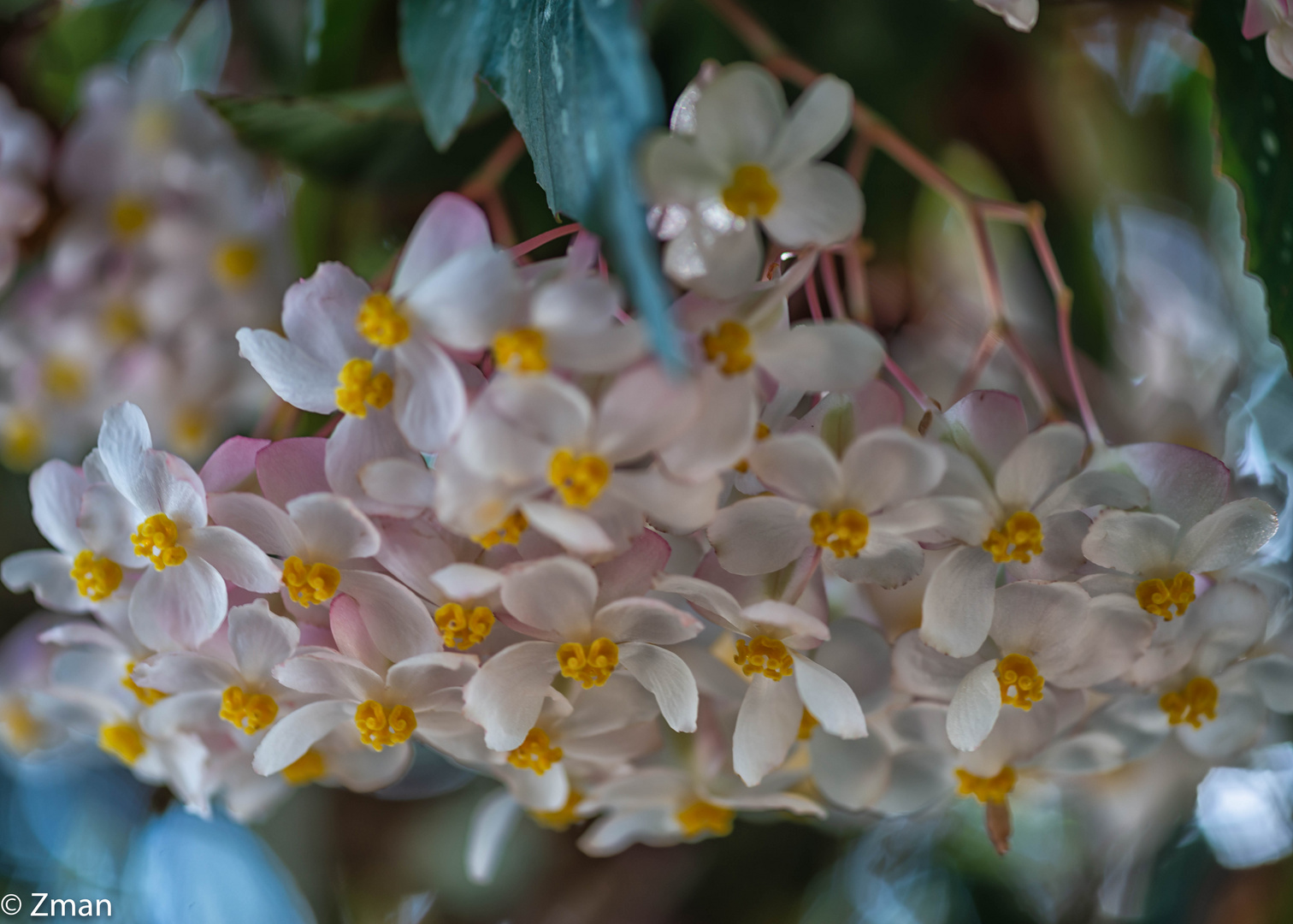 LAN_0741-Wax Begonia