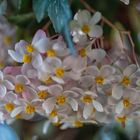 LAN_0741-Wax Begonia