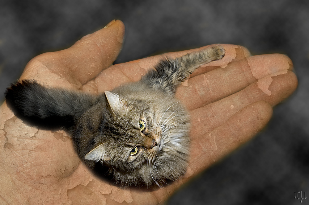 lana kümmerling ist in meiner hand