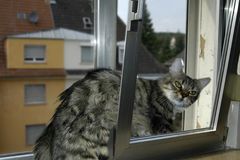 lana kümmerling rät allen katzenbesitzern