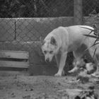 LANA  - oder der Wolf im Garten?