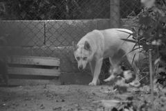 LANA  - oder der Wolf im Garten?