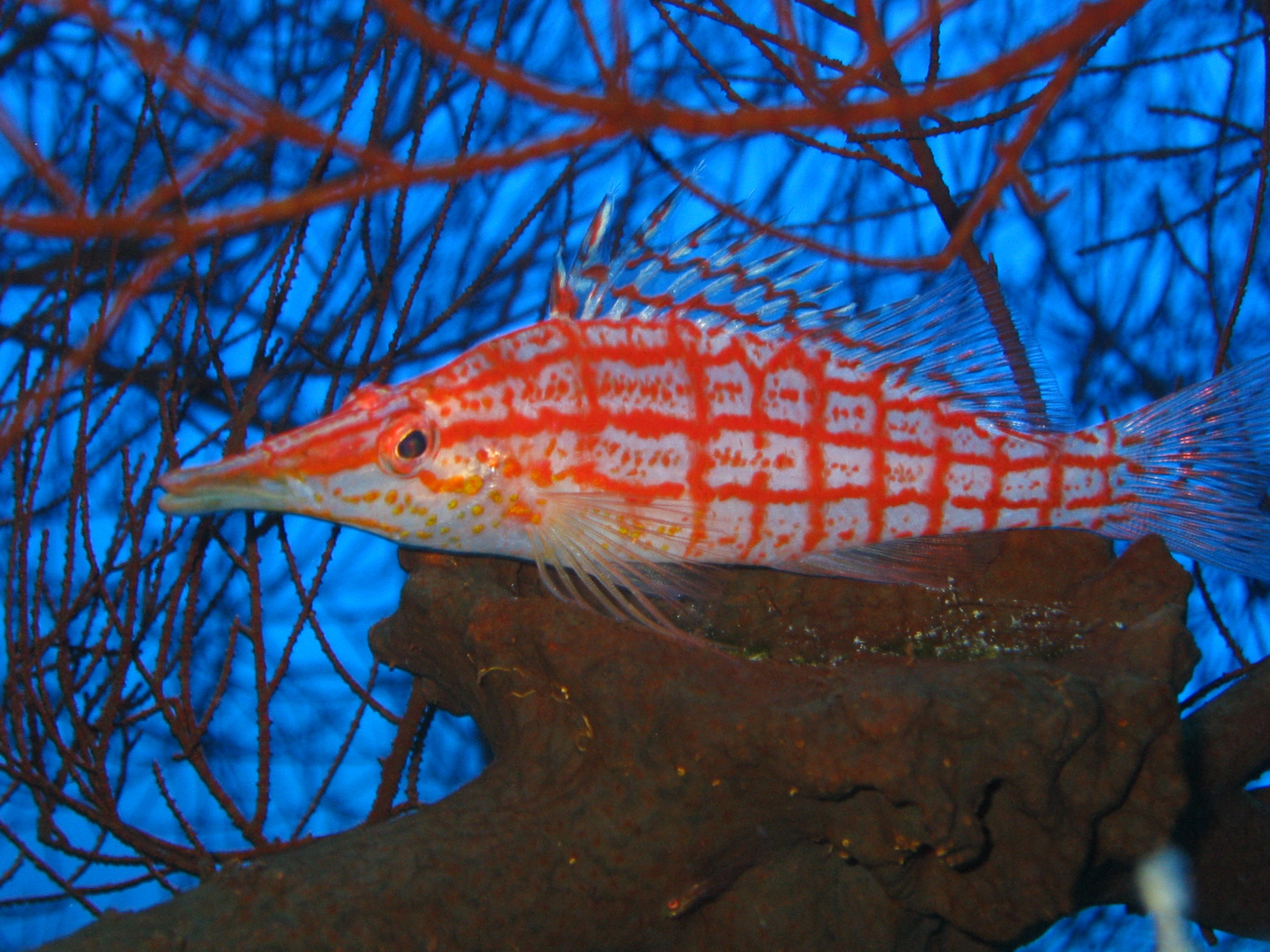 LaNaBüBa Rotes Meer