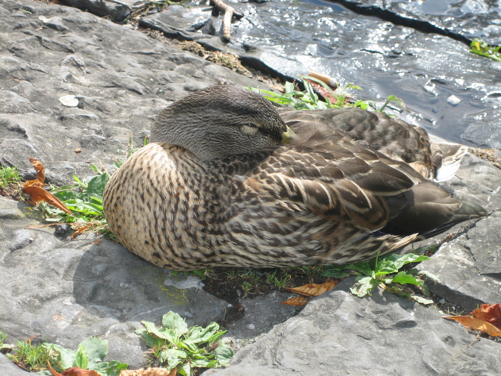 L'Anatra Che Dorme