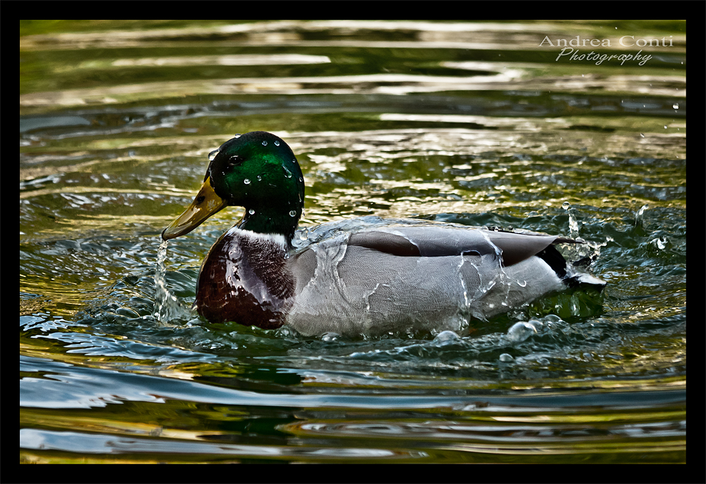 l'anatra e l'acqua