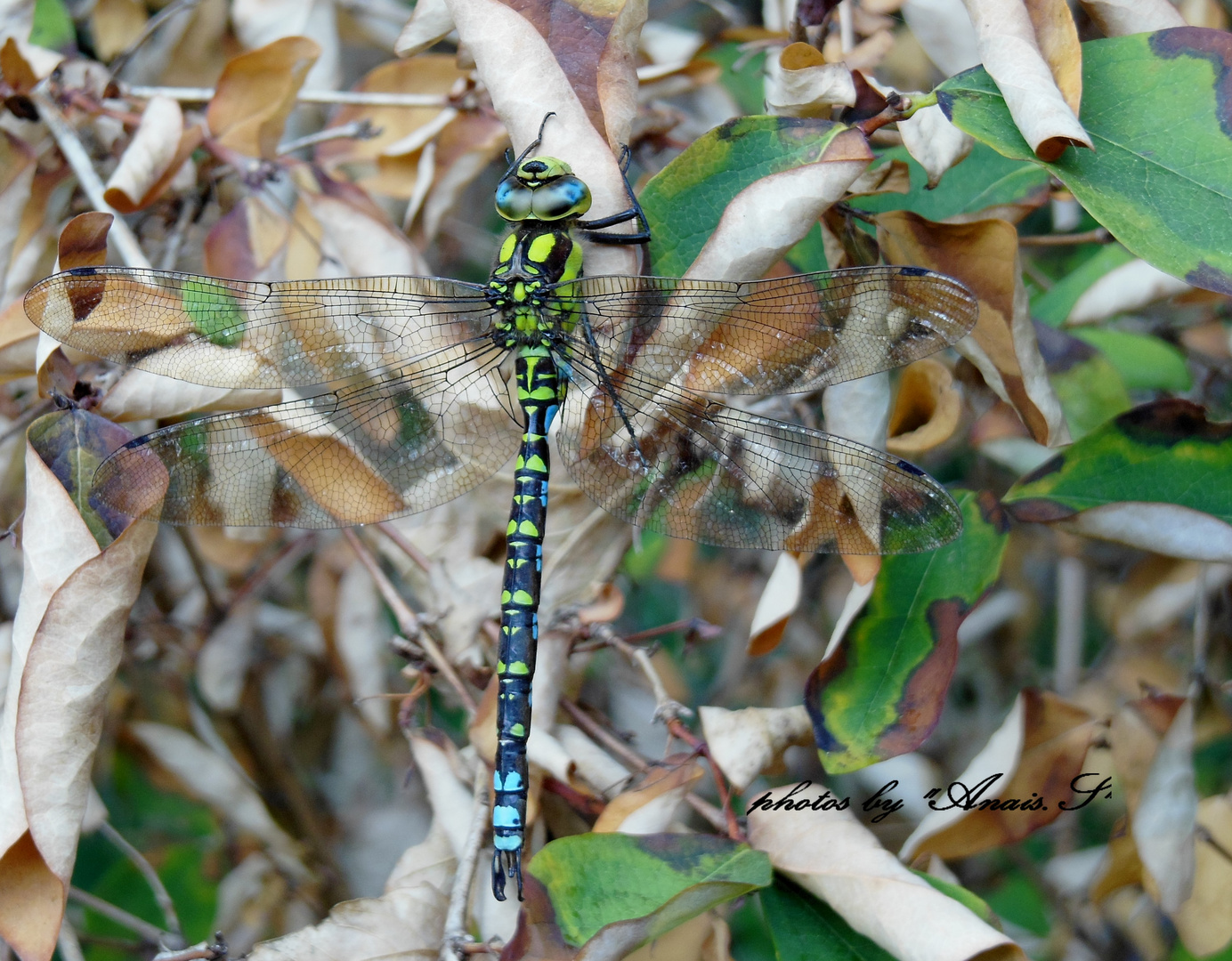 l'anax empereur