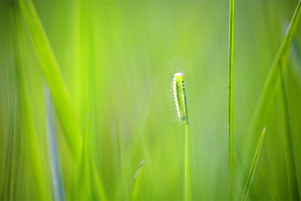 Lanaye - Caterpillar