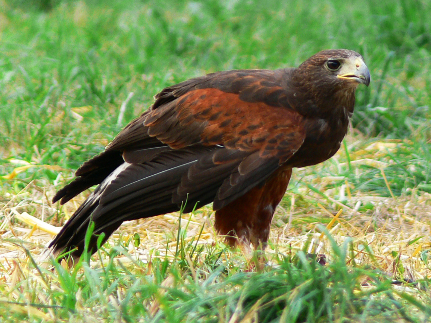 Lancelot - Harris Hawk