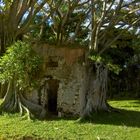 L'ancienne gendarmerie prisonnière des racines des arbres