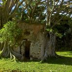 L'ancienne gendarmerie prisonnière des racines des arbres