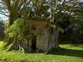 L'ancienne gendarmerie prisonnière des racines des arbres de Mahina 