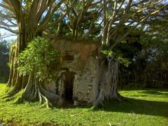 L'ancienne gendarmerie prisonnière des racines des arbres