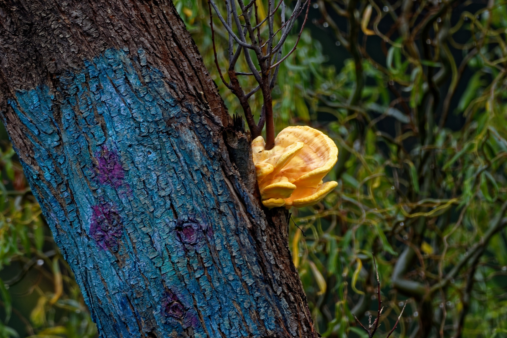 Land Art , Kunst am Baum