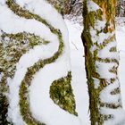 Land Art- Tree Snakes