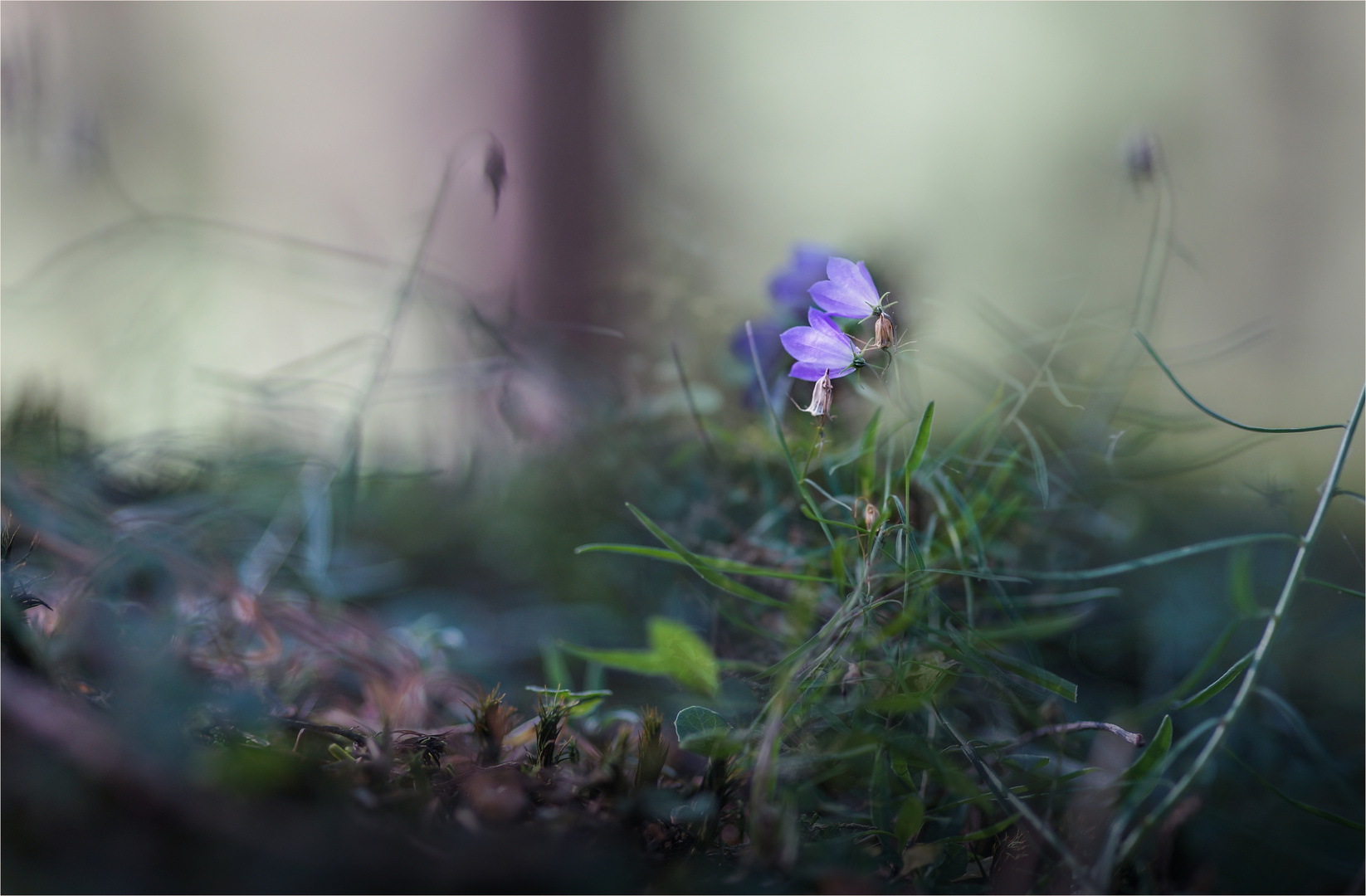 Land der blauen Elfenblüten ...