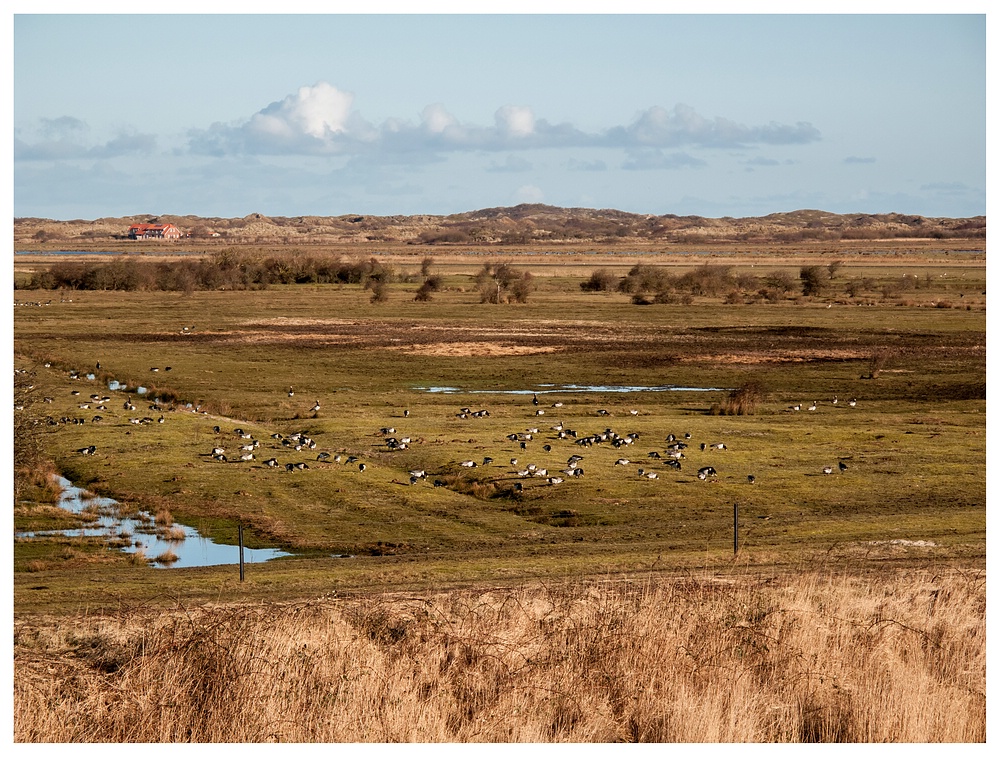 Land der Gänse