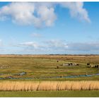 Land der Gänse und Rindviecher