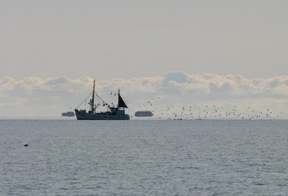 Land der Horizonte; Vogelzug